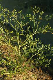 Attēlu rezultāti vaicājumam “Ranunculus sceleratus”