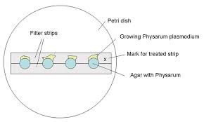 Attēlu rezultāti vaicājumam “Physarum nitens plasmodium”