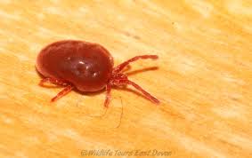 Attēlu rezultāti vaicājumam “Trombidiidae”