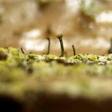 Attēlu rezultāti vaicājumam “Chaenotheca phaeocephala”