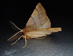 Attēlu rezultāti vaicājumam “Colotois pennaria”