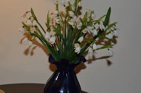 Attēlu rezultāti vaicājumam “Leucojum vernum var. carpathicum flower”