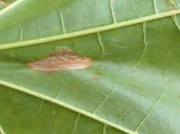 Attēlu rezultāti vaicājumam “Phyllonorycter platanoidella”