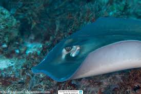 Image result for Hypanus americanus