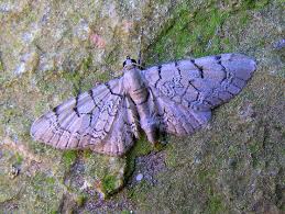 Attēlu rezultāti vaicājumam “Eupithecia venosata”