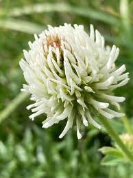 Attēlu rezultāti vaicājumam “Trifolium montanum leaf”