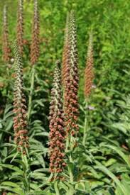 Image result for Digitalis ferruginea