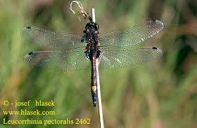 Attēlu rezultāti vaicājumam “Leucorrhinia pectoralis”