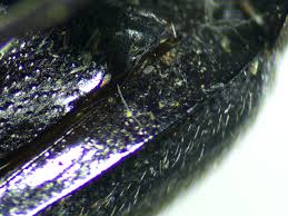 Attēlu rezultāti vaicājumam “Prionychus ater”