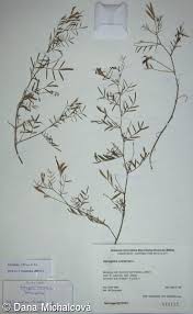 Attēlu rezultāti vaicājumam “Astragalus arenarius fruit”