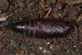 Attēlu rezultāti vaicājumam “Lacanobia contigua imago”