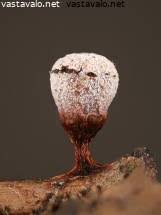 Attēlu rezultāti vaicājumam “Craterium leucocephalum stalked”