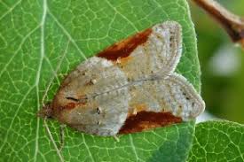 Attēlu rezultāti vaicājumam “Acleris laterana”