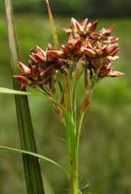 Attēlu rezultāti vaicājumam “Luzula luzuloides fruit”