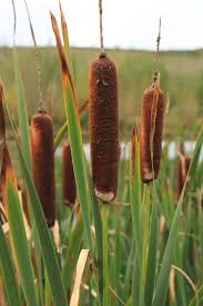 Attēlu rezultāti vaicājumam “Typha latifolia fruit”