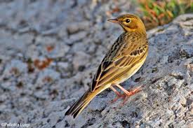 Attēlu rezultāti vaicājumam “Anthus trivialis”