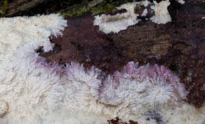 Attēlu rezultāti vaicājumam “Phlebia centrifuga”