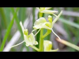 Attēlu rezultāti vaicājumam “Liparis loeselii flower”
