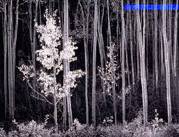 Image result for Ansel Adams Aspens New Mexico