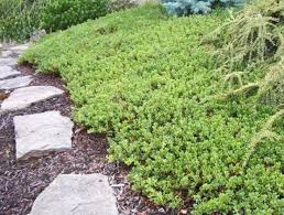 Attēlu rezultāti vaicājumam “Arctostaphylos uva-ursi”