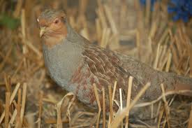 Attēlu rezultāti vaicājumam “Perdix perdix”