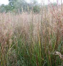 Attēlu rezultāti vaicājumam “Juncus balticus”
