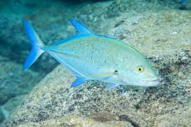 Image result for Caranx melampygus