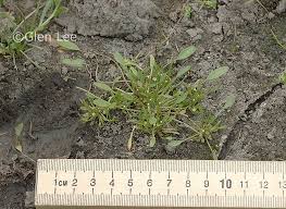 Attēlu rezultāti vaicājumam “Limosella aquatica leaf”