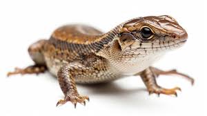 Image result for Chrysoblephus laticeps