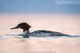 Attēlu rezultāti vaicājumam “Mergus serrator female”