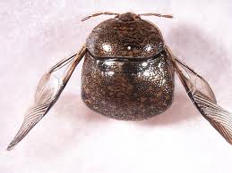 Attēlu rezultāti vaicājumam “Cribraria sp.”