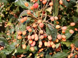Attēlu rezultāti vaicājumam “Sorbus alnifolia”
