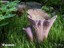 Attēlu rezultāti vaicājumam “Gomphus clavatus”