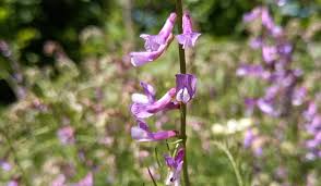 Attēlu rezultāti vaicājumam “Vicia tenuifolia flower”