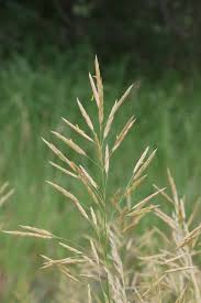 Attēlu rezultāti vaicājumam “Bromopsis inermis fruit”