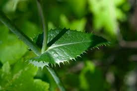 Attēlu rezultāti vaicājumam “Sonchus asper leaf”