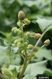 Attēlu rezultāti vaicājumam “Physarum xanthinum macro”