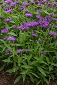 Image result for Flockenblume