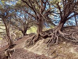 Image result for U3A Edinburgh Scrabble Club