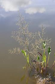 Attēlu rezultāti vaicājumam “Alisma plantago-aquatica fruit”