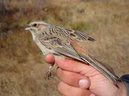 Image result for Emberiza leucocephalos