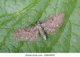 Attēlu rezultāti vaicājumam “Eupithecia exiguata”