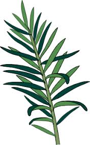 Attēlu rezultāti vaicājumam “Taxus baccata leaf”