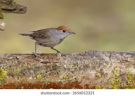 Attēlu rezultāti vaicājumam “Sylvia atricapilla”