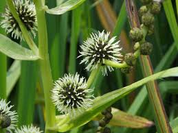 Attēlu rezultāti vaicājumam “Typhaceae”