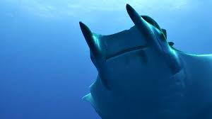 Image result for Mobula hypostoma