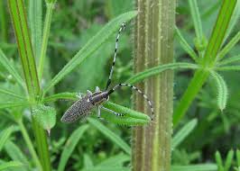 Attēlu rezultāti vaicājumam “Agapanthia villosoviridescens”
