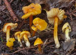 Attēlu rezultāti vaicājumam “Hygrocybe acutoconica”