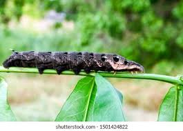 Attēlu rezultāti vaicājumam “Deilephila elpenor larva”