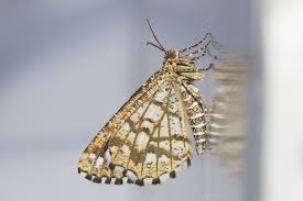 Attēlu rezultāti vaicājumam “Chiasmia clathrata”